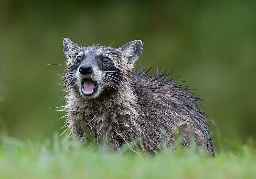 Енот-полоскун -Raccoons