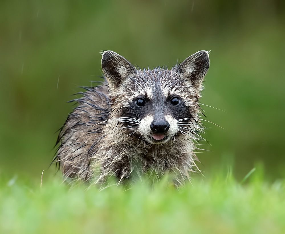 Енот-полоскун -Raccoons