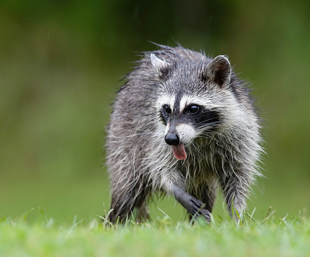 Енот-полоскун -Raccoons