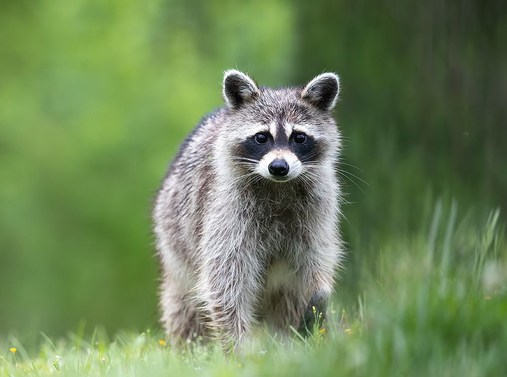 Енот-полоскун -Raccoons