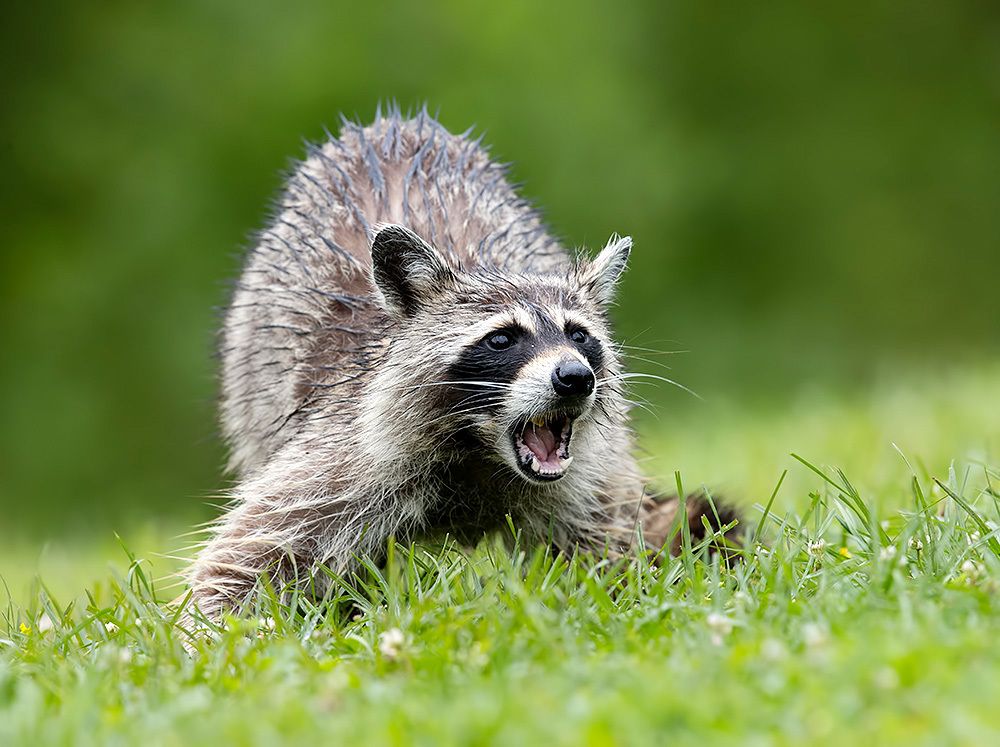Енот-полоскун -Raccoons