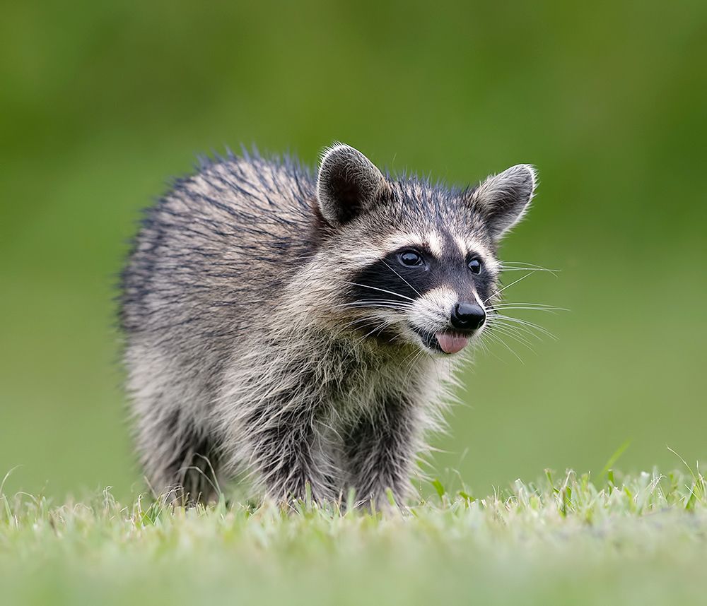 Енот-полоскун -Raccoons