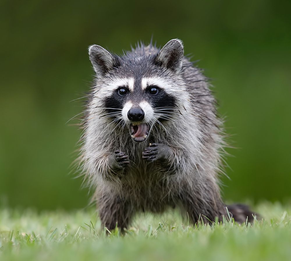 Енот-полоскун -Raccoons