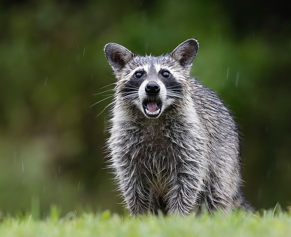 Енот-полоскун -Raccoons