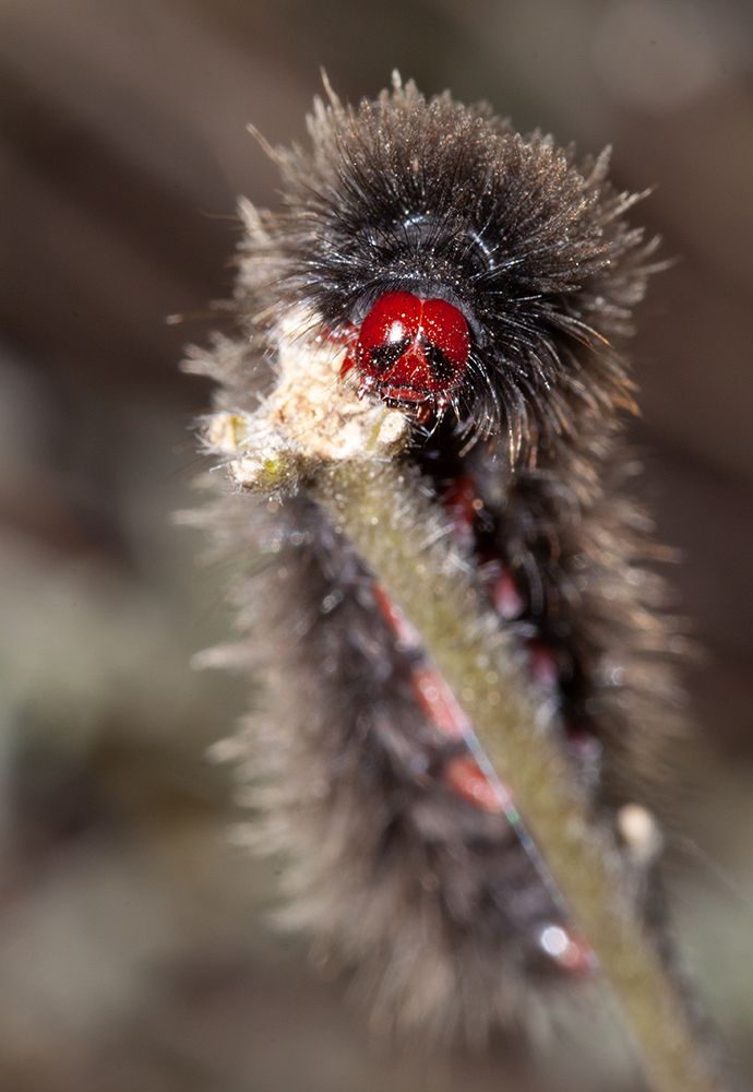 Caterpillar ....