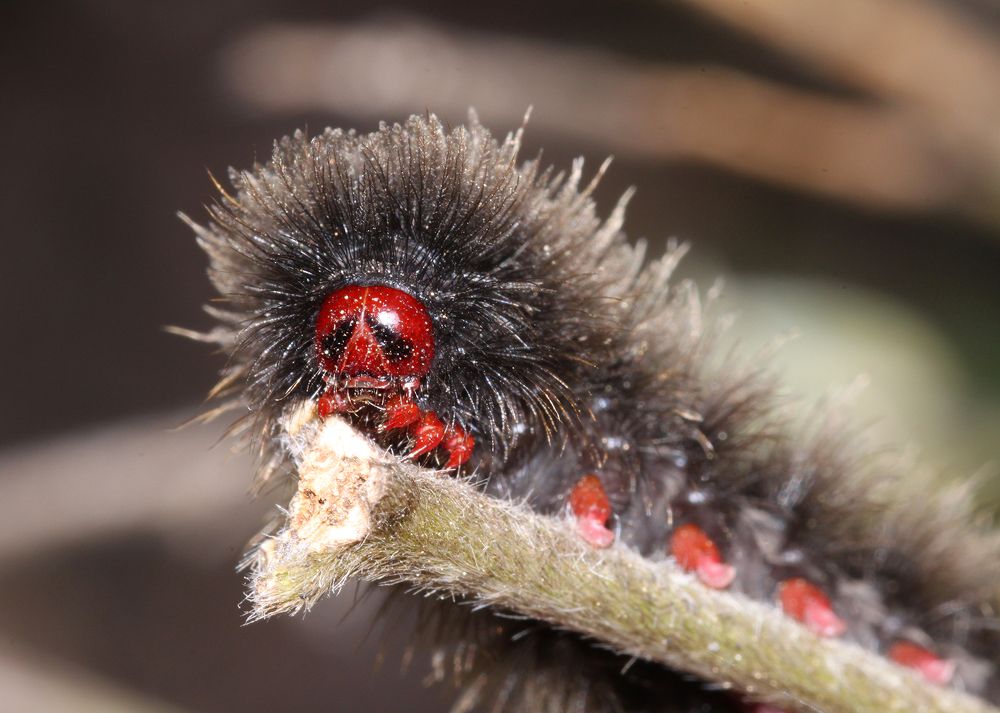 Caterpillar ....