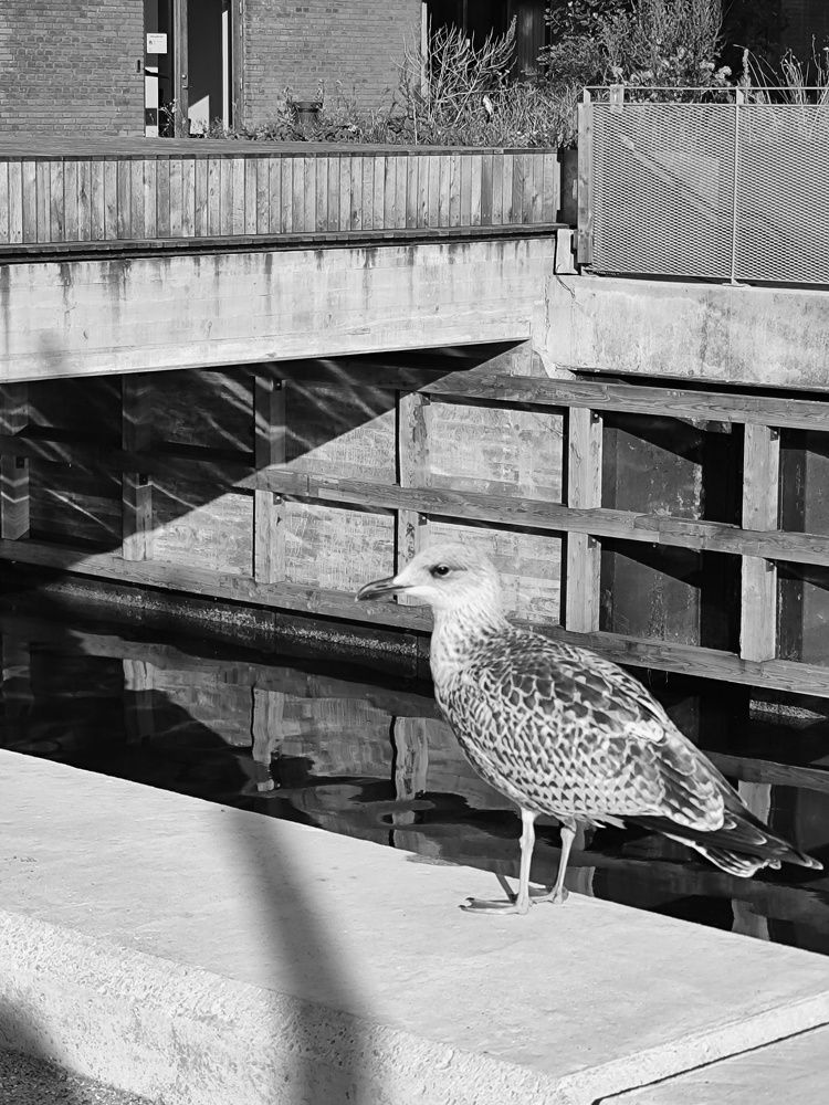 COPENHAGEN. Black&White