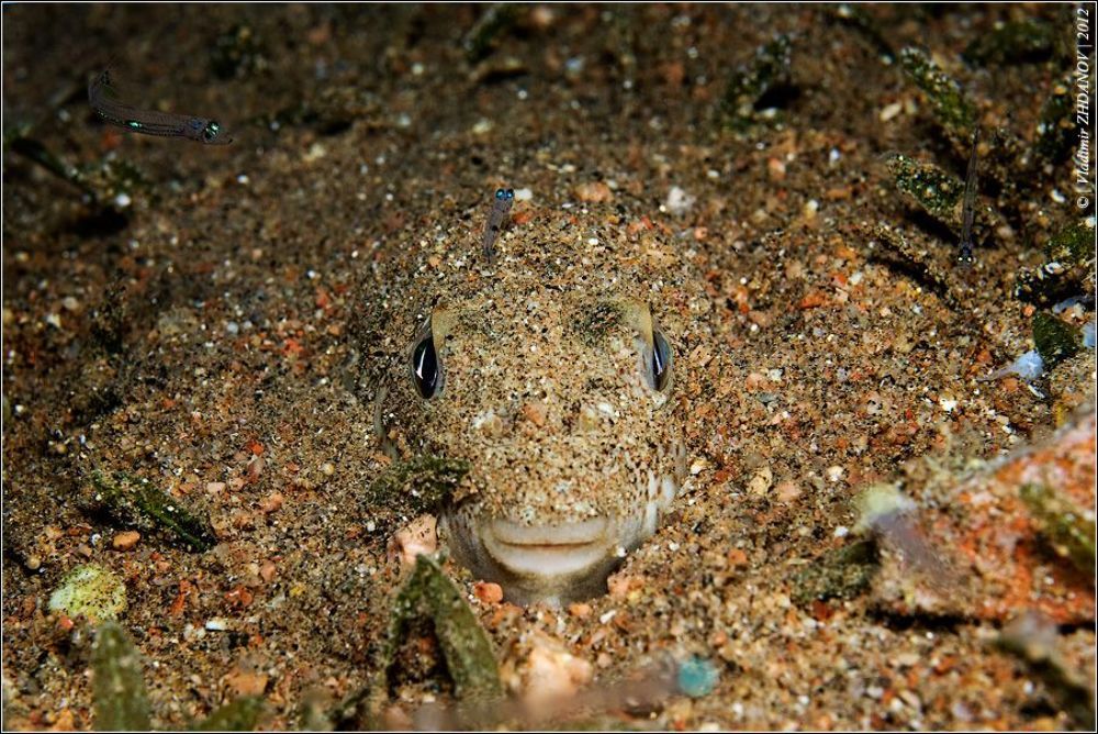 ПлоскоДонка - Fish, не?..;)