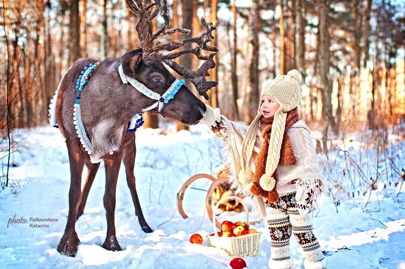 Лесной олень
