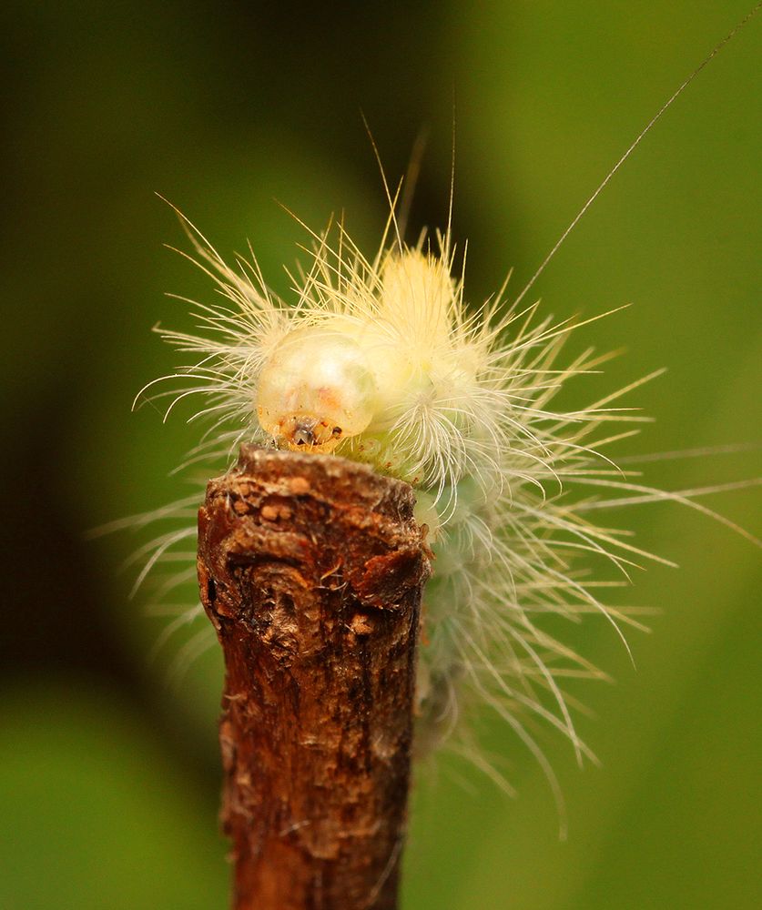 Caterpillar ...