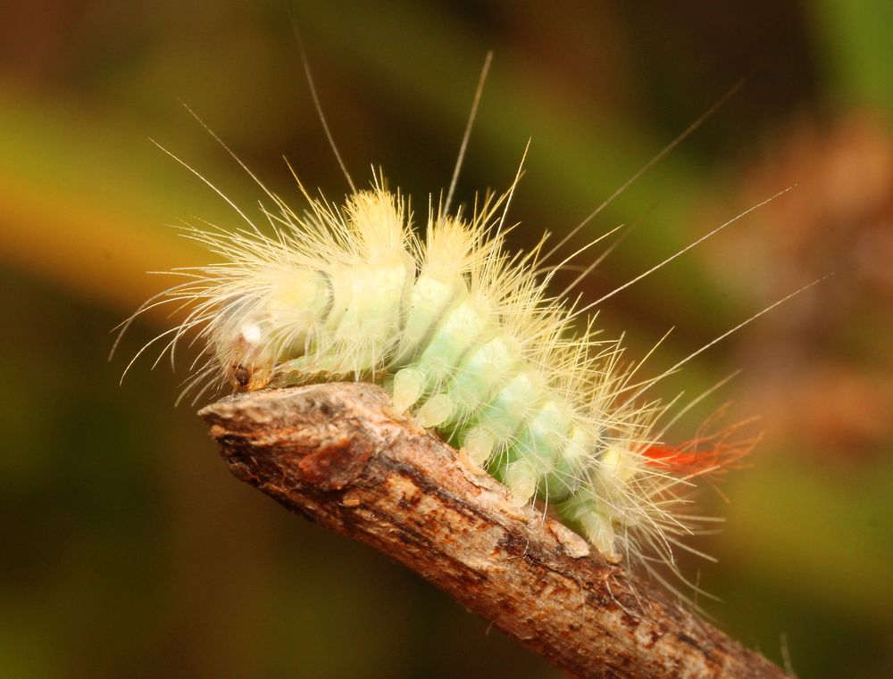 Caterpillar ...