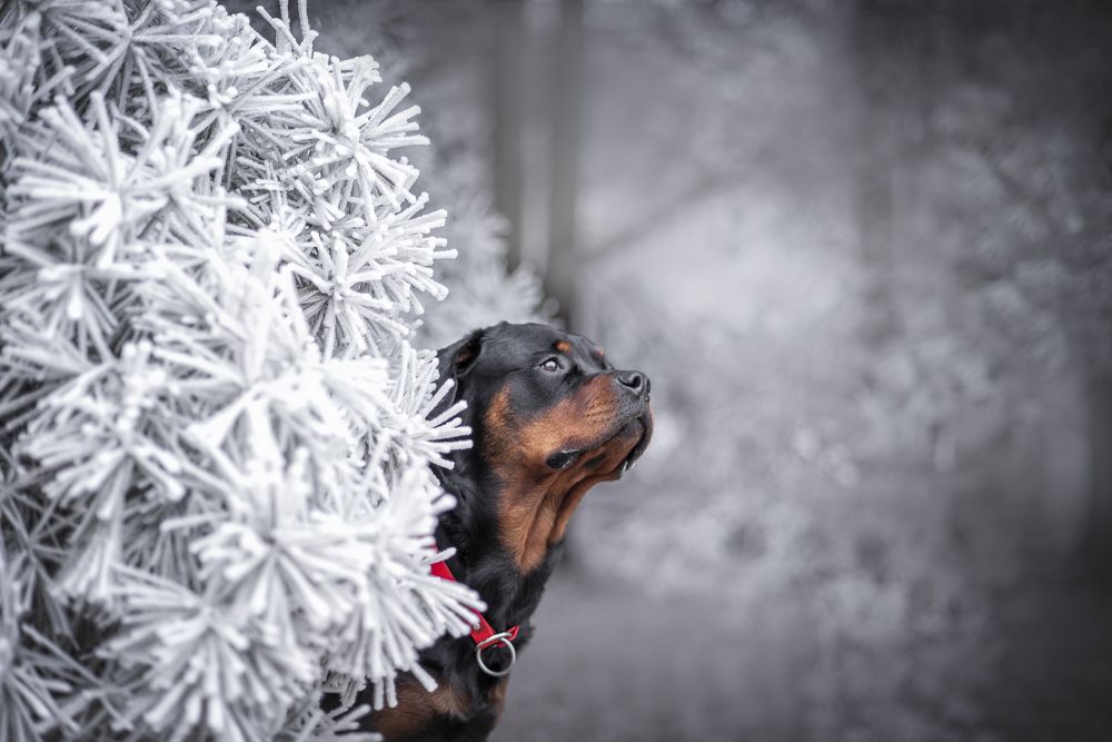 Photo 2750947