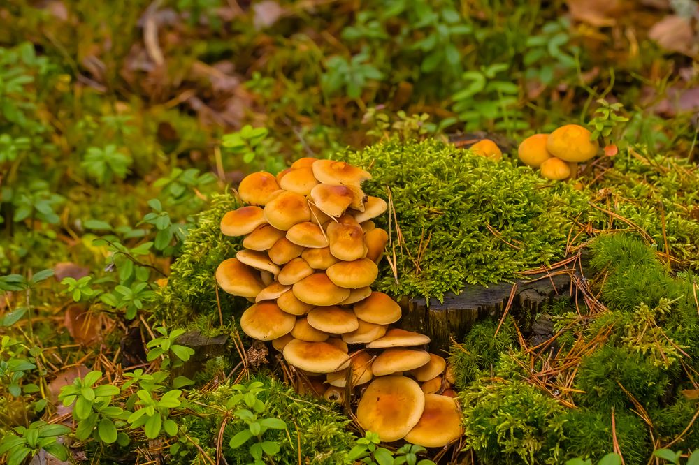 ....