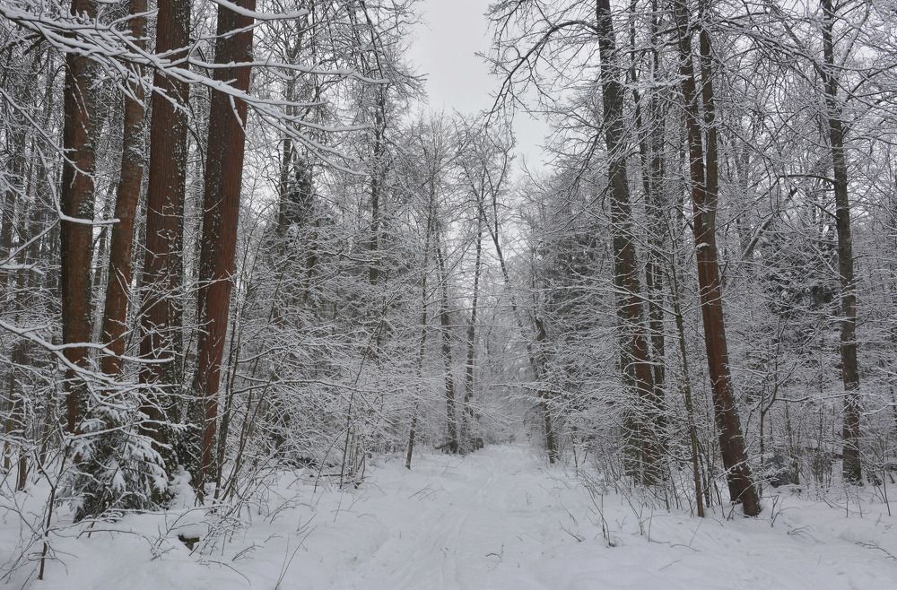 Узорочье лесное