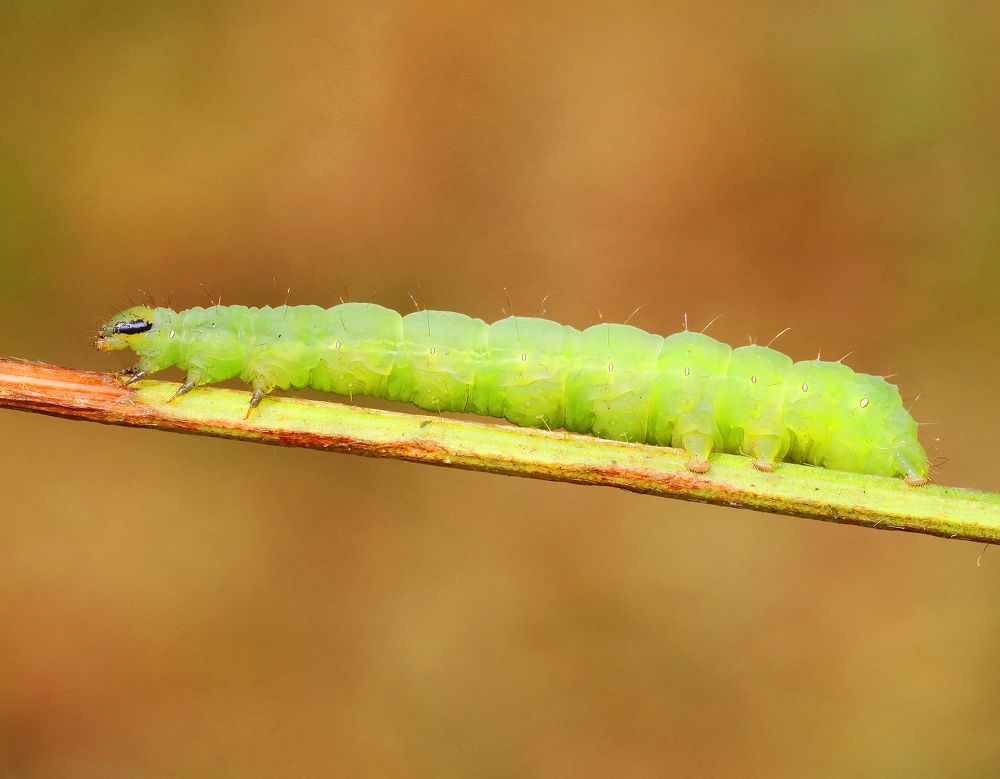 Caterpillar ...