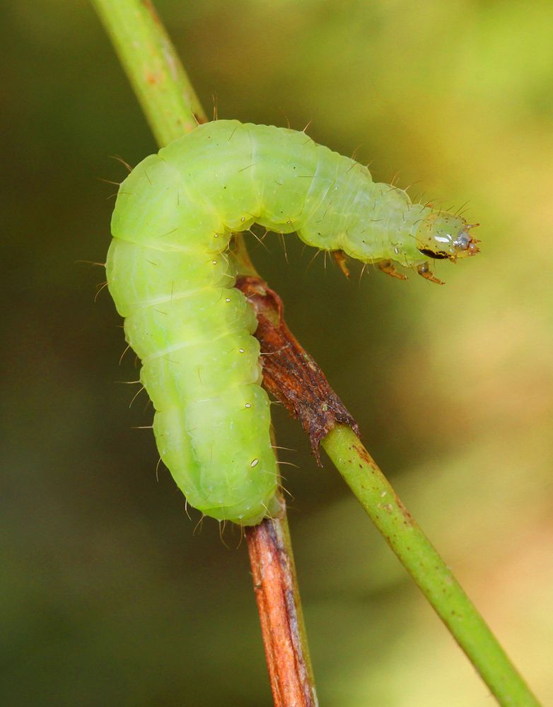 Caterpillar ...