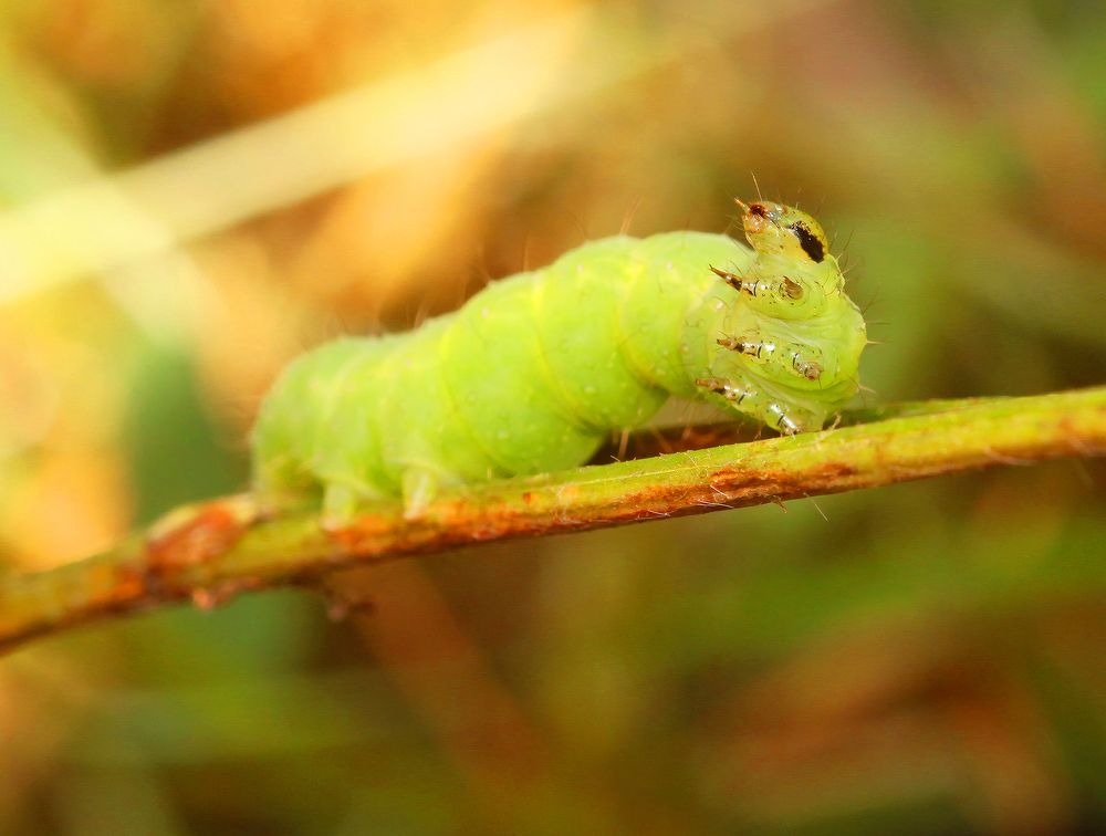 Caterpillar ...