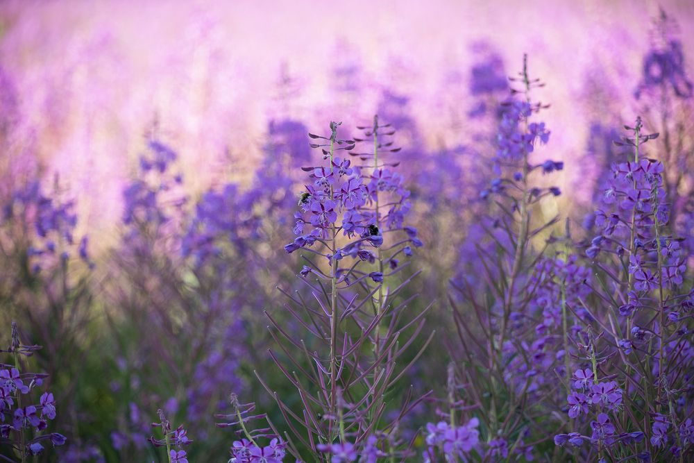 Photo 2754466