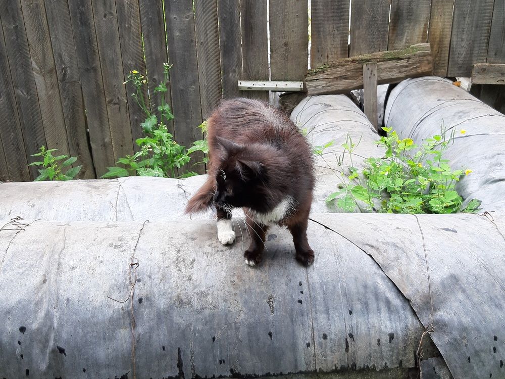 Котёнок в Суздале. Часть 2