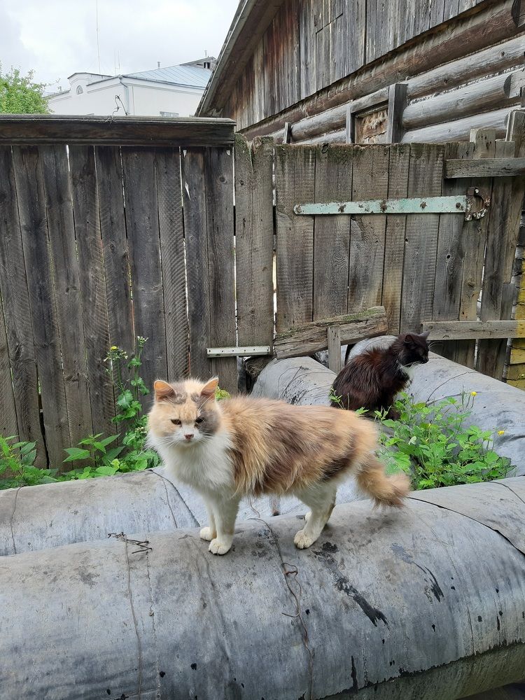 Котёнок в Суздале. Часть 2