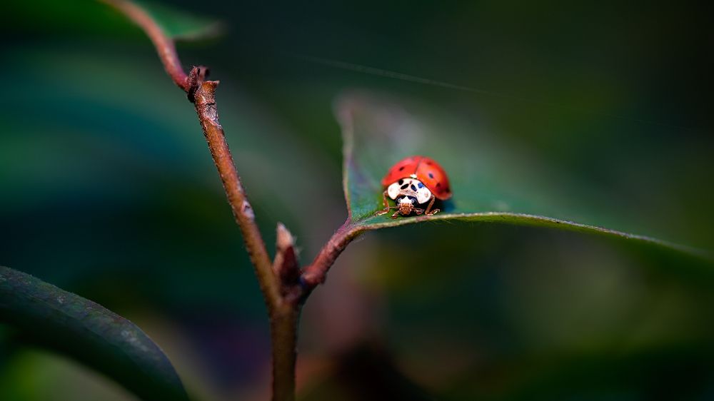 Photo 2755489