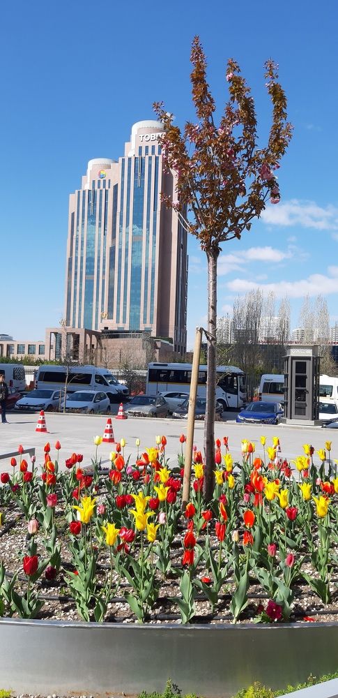 Весна в Анкаре 2019