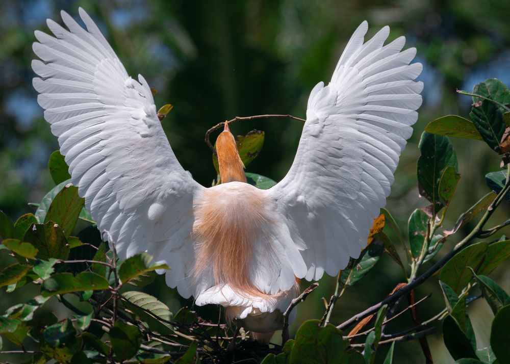 Демонстрация мод. Свадебный нарад восточной египетской цапли (Ardea coromanda - Eastern cattle egret)