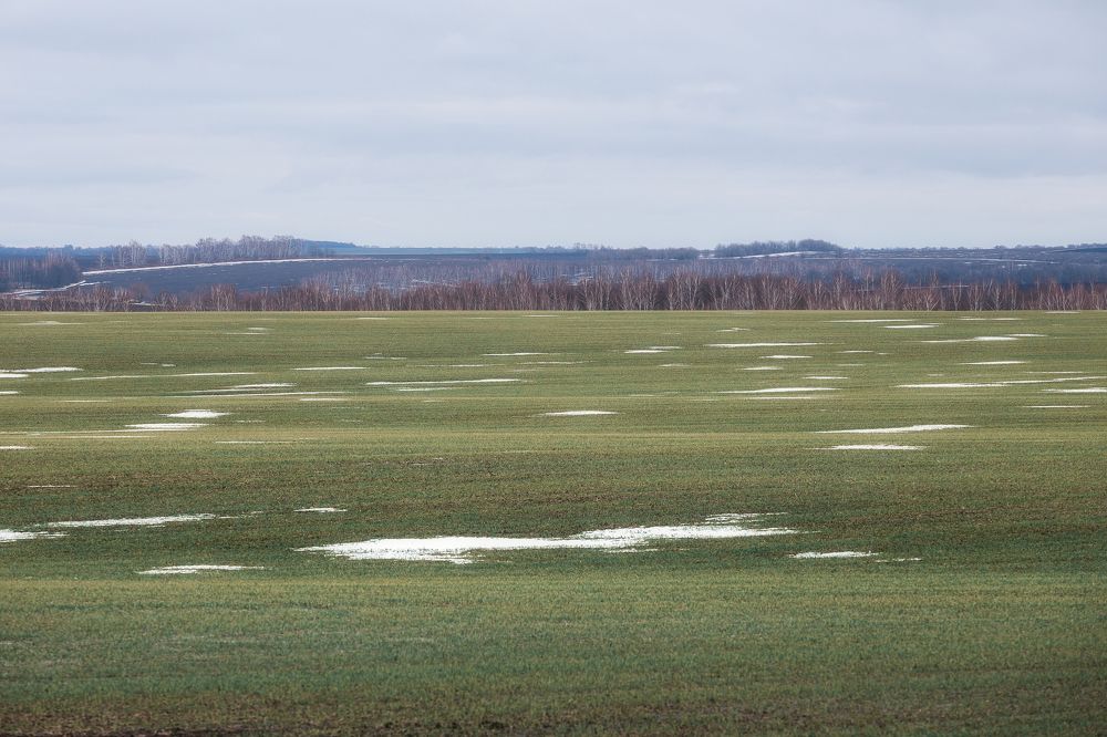 Бесснежная зима. Тульская область