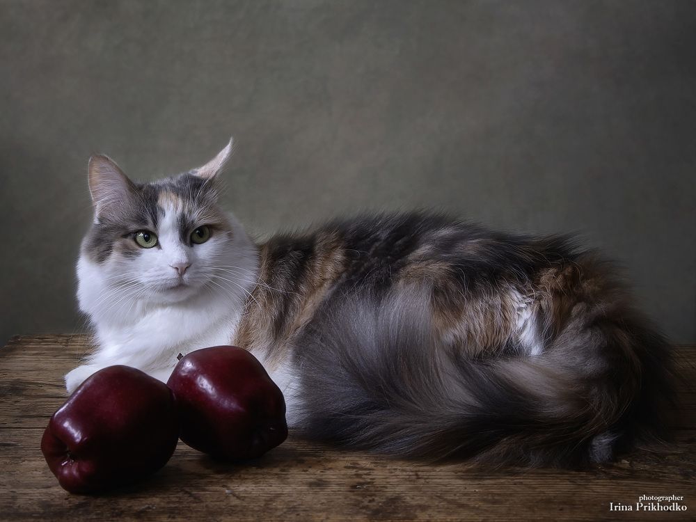 Кошка с яблоками