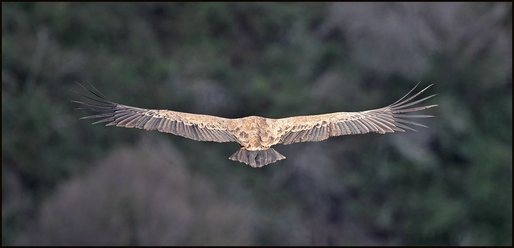 Белоголовый сип (Gyps fulvus) имеет 1,12 м длины, размах крыльев 2,56 м, длина крыла 68 см и длина хвоста 30 см. Оперение весьма равномерно светло-желтовато-бурое.