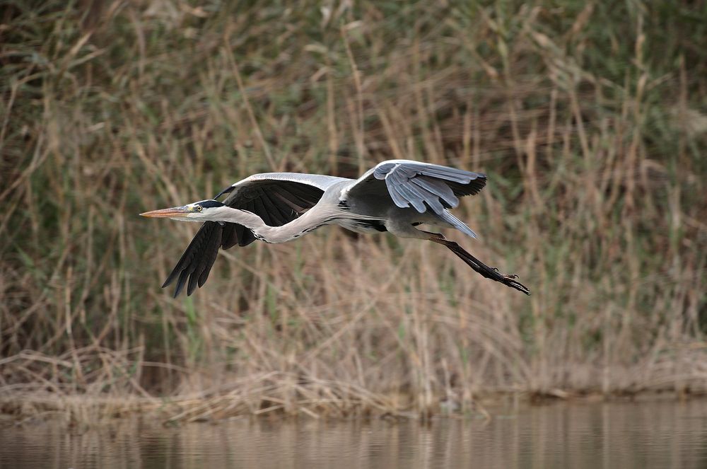 Серая цапля (лат. Ardea cinerea) - крупная птица отряда голенастых. Относится к семейству цаплевых (лат. Ardeidae). Ее рост достигает 90 см, вес - 2 кг, а размах крыльев - 2 метров. Шея очень длинная, в полете птица характерно изгибает ее в виде буквы "S". Верх тела серый, низ - светло-серый, шея и брюшко белые, на голове - чёрный длинный хохол.