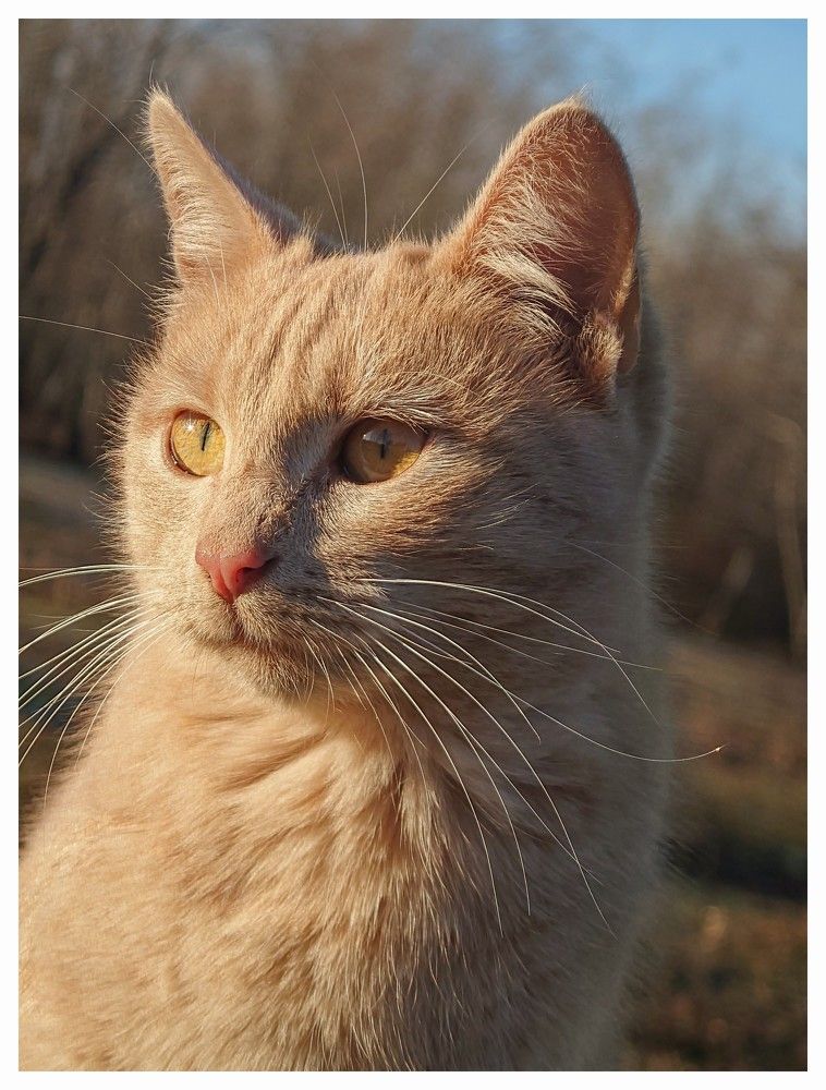 Busa's Portraits