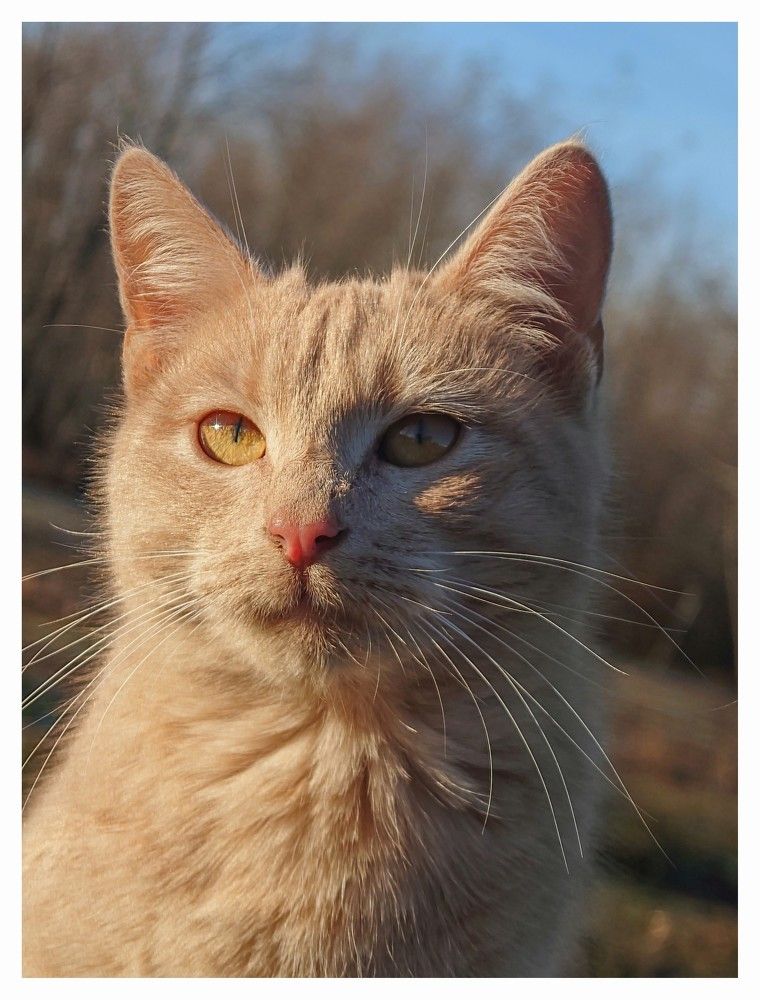 Busa's Portraits