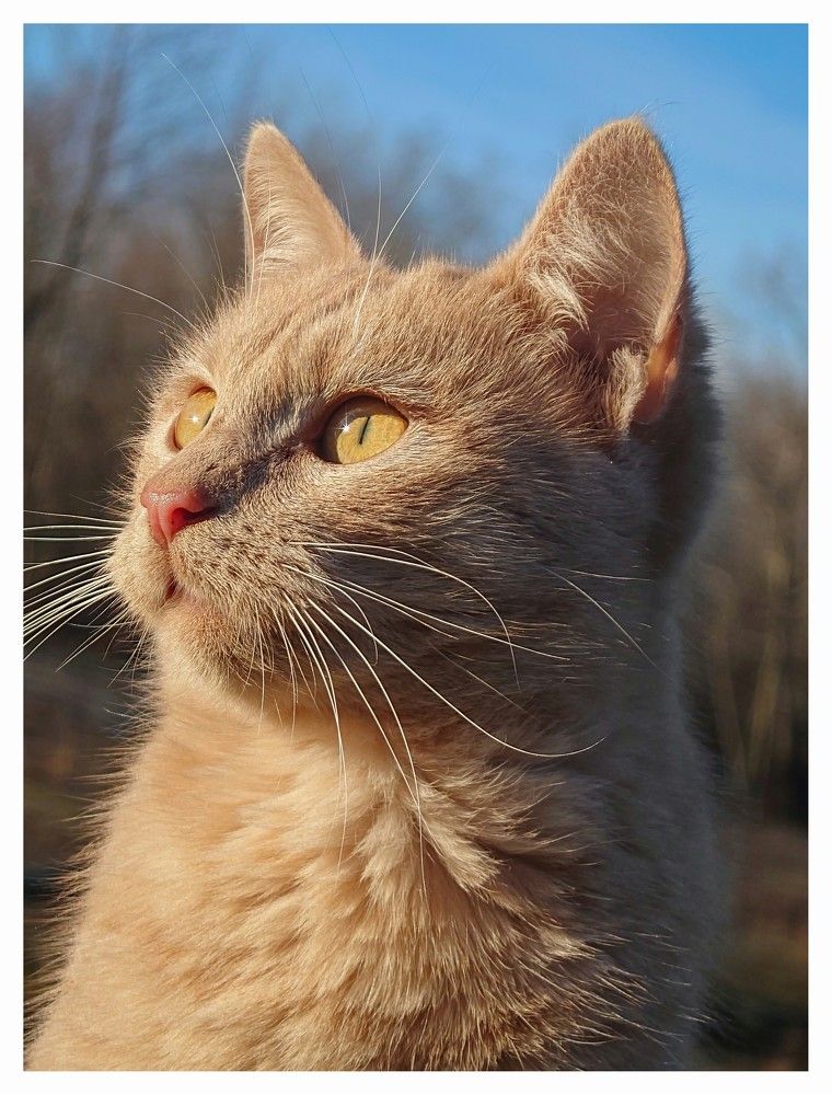 Busa's Portraits
