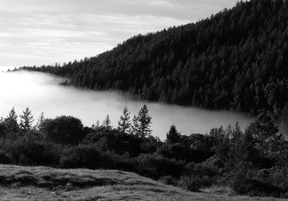 Sonoma Winter bw