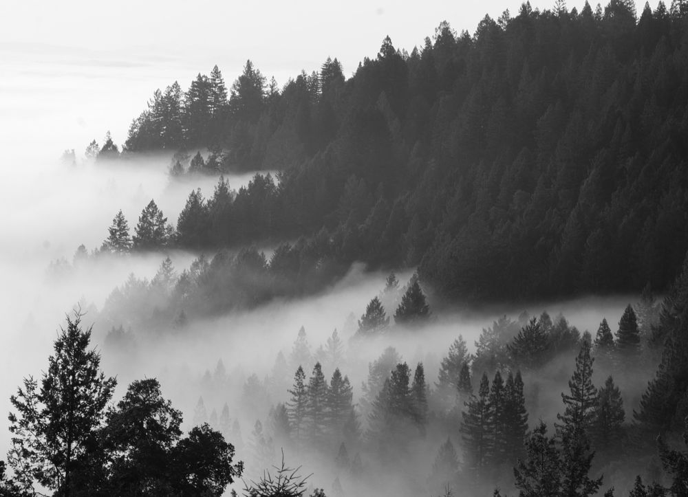 Sonoma Winter bw