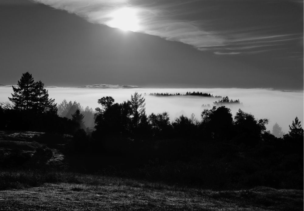 Sonoma Winter bw
