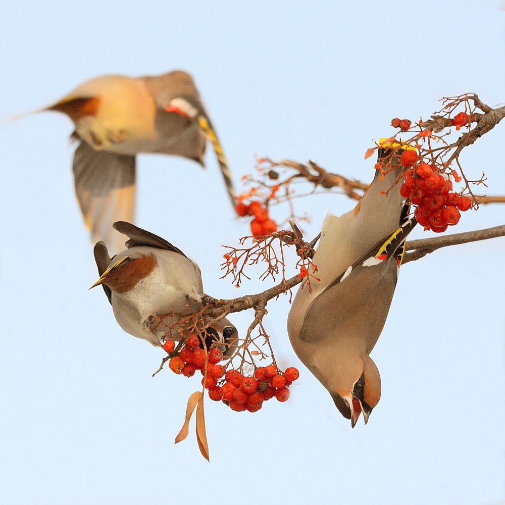 Photo 2762432
