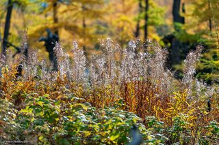 02 Иван-чай на базе Владимира Коваля