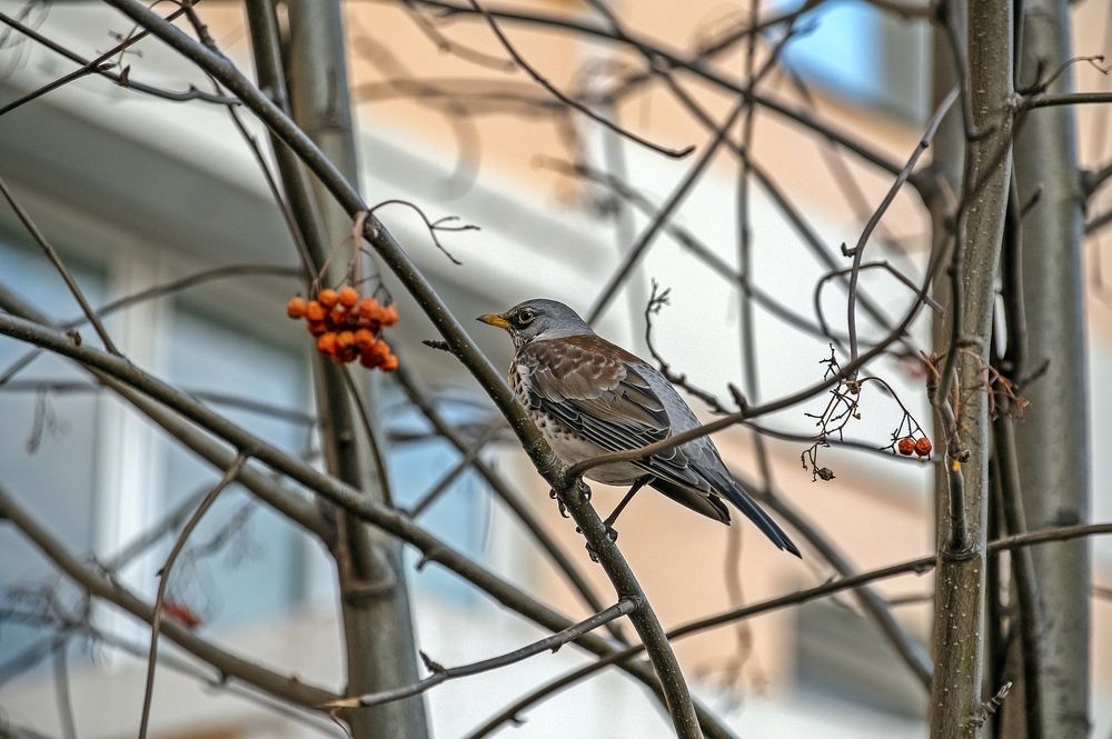 Европейский гость