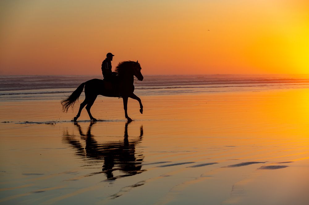 Horses