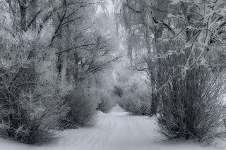 Городская аллея в морозный день-1