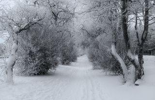 Городская аллея в морозный день-3