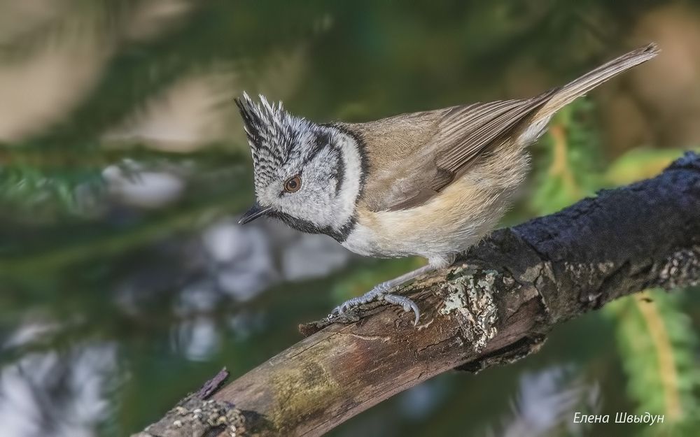 European crested tit