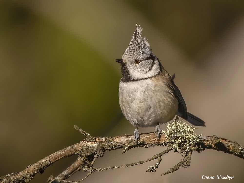 European crested tit
