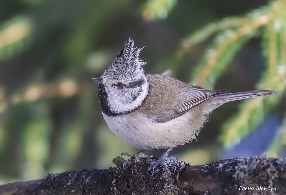 European crested tit