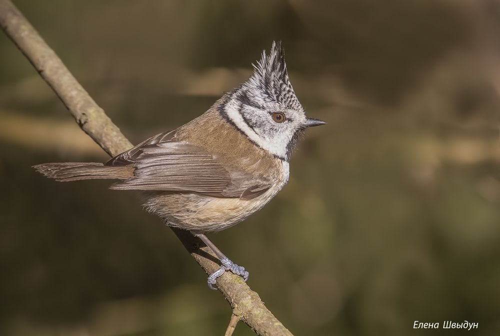 European crested tit
