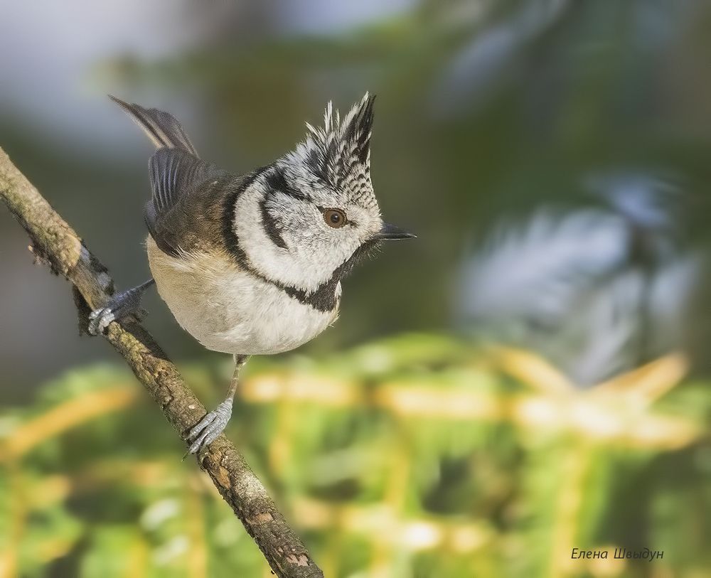 European crested tit