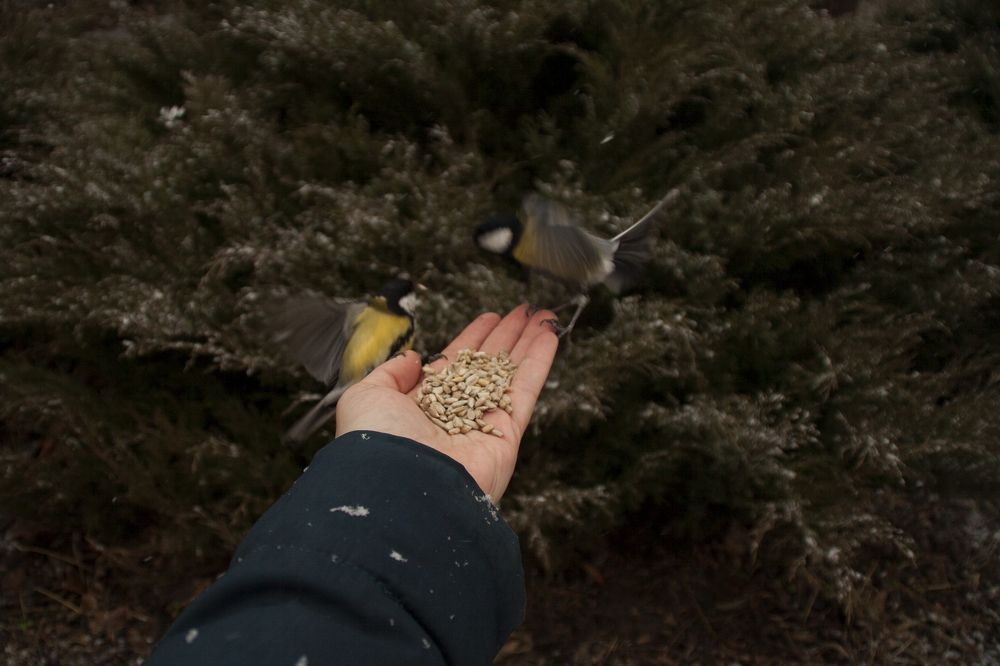синички