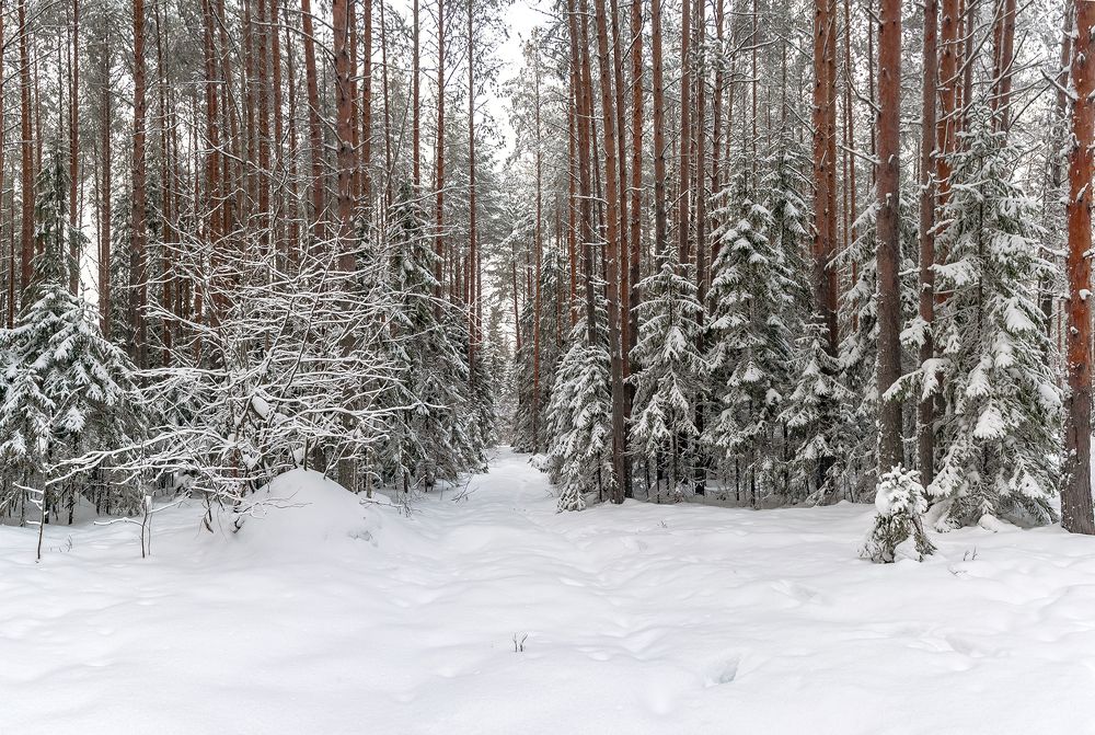По белому снегу